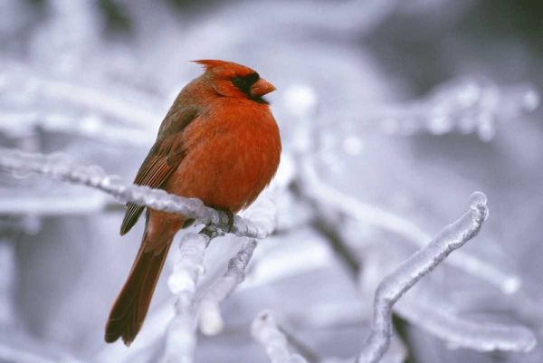 Canada, Quebec Male northern cardinal on limb